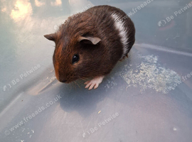 Baby Female Guinea Pig