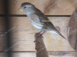 Gold finch mule