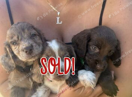 F1 Sprocker Spaniel puppies ( READY NOW )