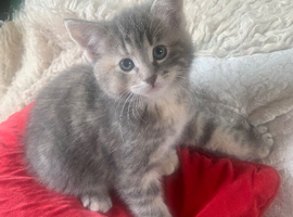 For Sale Three Gorgeous Grey Tabby Kittens