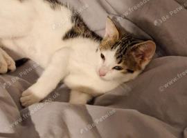Kitten for sale