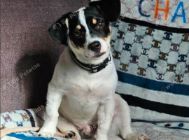 Jack russell chase for new home