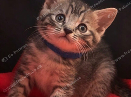 Beautiful British Longhair x British Shorthair Kittens &ndash; Ready for Their Forever Homes