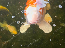Koi pond closing down