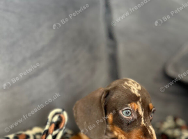 miniature dachshund