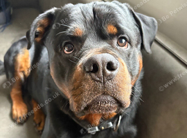 Looking for a friendly female to become companion to my male Rottweiler