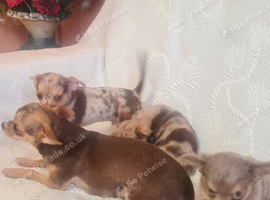 3 adorable chihuahua puppies boys for sale
