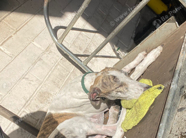 Saluki gray day and night dog