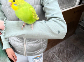 Budgies available for a good home- experienced breeder