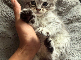 Maine Coone  kittens