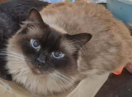 Male Neutered Ragdoll