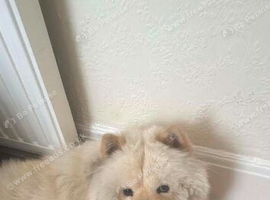 Male chow chow needing a new home