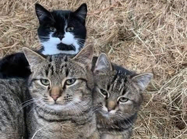 Farm cats looking for new farm x6