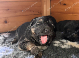 Kc registered German shepherd puppies