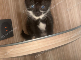 Kittens ready for new homes