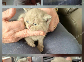 British lilac/Scottish fold