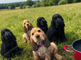 Beautiful Show Cocker Spaniel Puppies