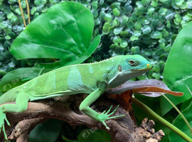 Fiji Island Iguana at Birmingham Reptiles