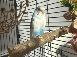 Baby budgies
