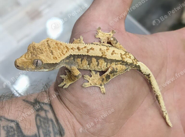 Baby crested geckos