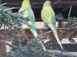 Pair budgies