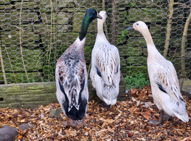 Silver Indian Runner Duck hatching eggs
