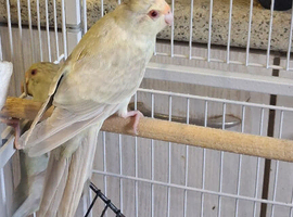 Grey and Cream Kakariki