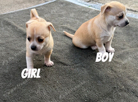 Beautiful Chihuahua