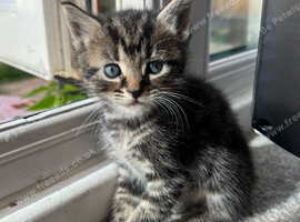 Kittens