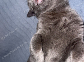 Domestic/british shorthair + essentials