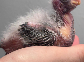 Adorable hand reared cockatiels