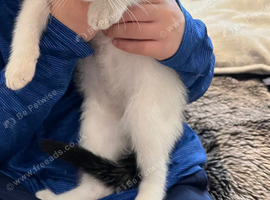 Beautiful white girl kitten