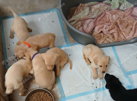 7 labrador retriever puppies