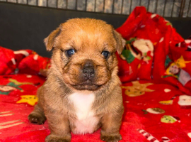 Chihuahua cross shih Tzu puppy