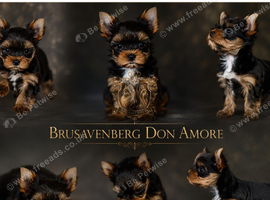 * READY NOW* MINIATURE YORKSHIRE TERRIERS KC DNA TESTED PARENTS