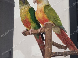 Pair of conures pineapple and green cheek