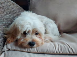 Maltipoo boy