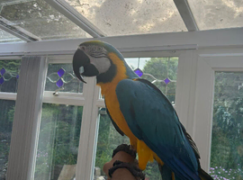 2x BABY B&G MACAWS!