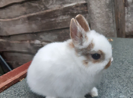 Charlie netherland dwarf buck