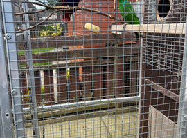 For Sale Proven Pair Of Electus Parrots