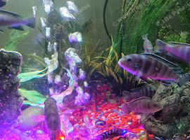 5 for &pound;15 Demasoni Cichlids