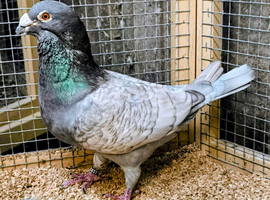Almond racing pigeon cocks