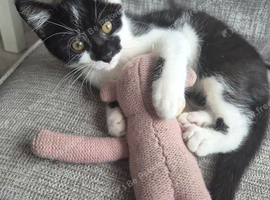 Stunning Half‑Bengal Cross Kitten &ndash; 3 Months Old