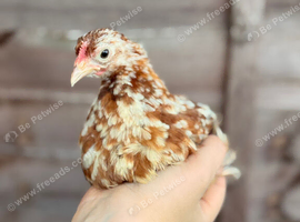 2x pekin bantams