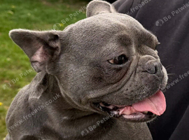 2 year old French bulldog