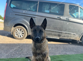 Belgian malanois k9