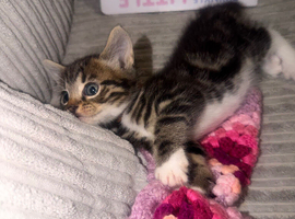 Kitten for sale