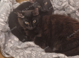 Kittens for rehoming