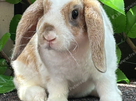 Young Mini Plush Lops - Hypoallergenic fur.