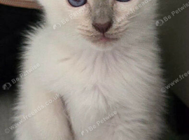 Last pure chocolate point boys available